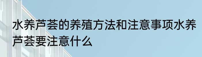 水养芦荟的养殖方法和注意事项水养芦荟要注意什么