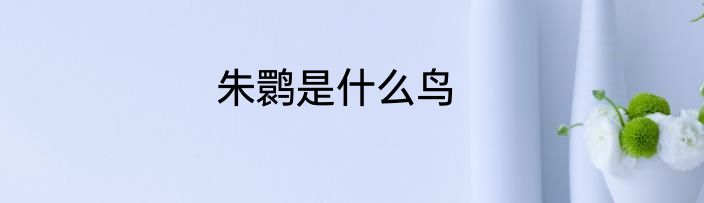 朱鹮是什么鸟