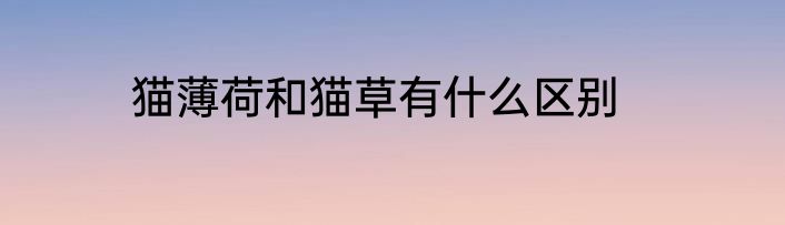猫薄荷和猫草有什么区别