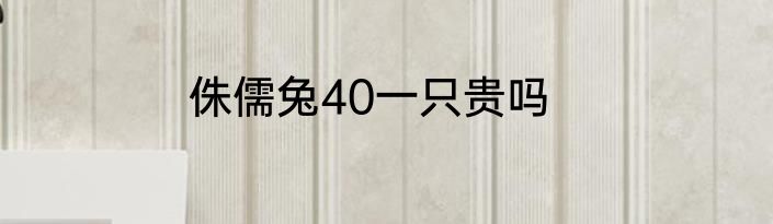 侏儒兔40一只贵吗
