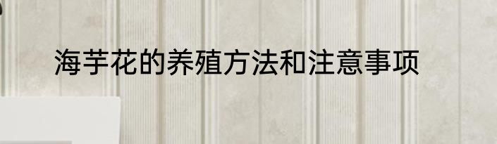 海芋花的养殖方法和注意事项