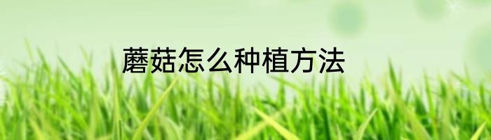 蘑菇怎么种植方法