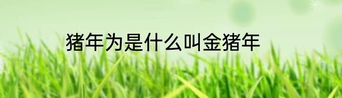 猪年为是什么叫金猪年