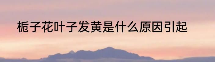栀子花叶子发黄是什么原因引起