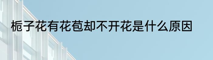 栀子花有花苞却不开花是什么原因