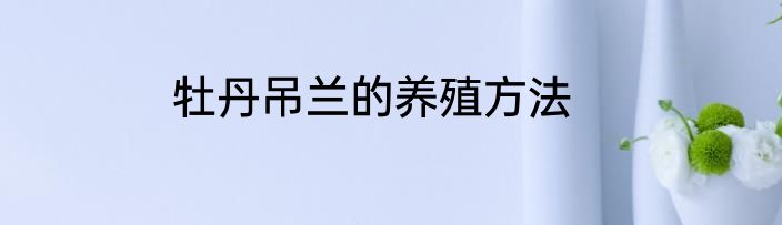 牡丹吊兰的养殖方法