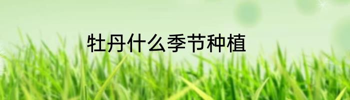 牡丹什么季节种植