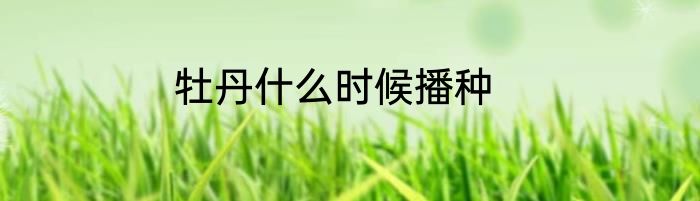 牡丹什么时候播种