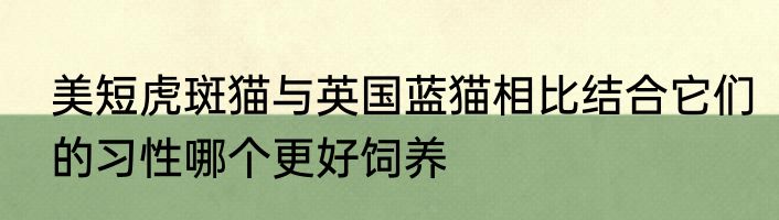 美短虎斑猫与英国蓝猫相比结合它们的习性哪个更好饲养