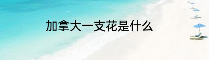加拿大一支花是什么