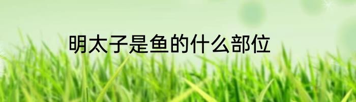 明太子是鱼的什么部位