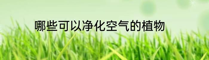 哪些可以净化空气的植物