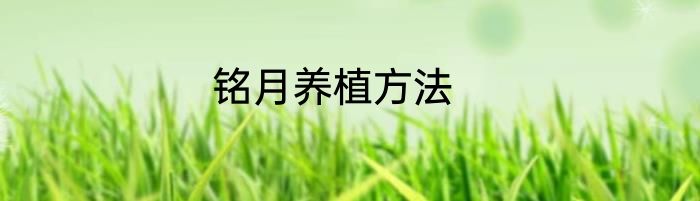 铭月养植方法