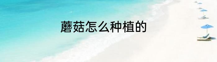 蘑菇怎么种植的