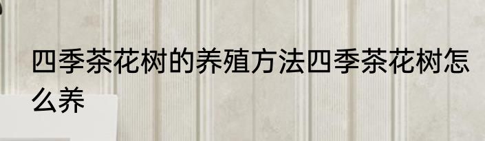 四季茶花树的养殖方法四季茶花树怎么养