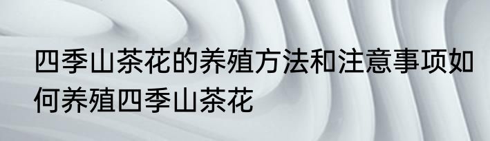 四季山茶花的养殖方法和注意事项如何养殖四季山茶花