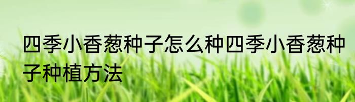 四季小香葱种子怎么种四季小香葱种子种植方法