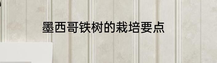 墨西哥铁树的栽培要点