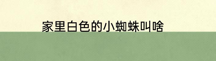 家里白色的小蜘蛛叫啥