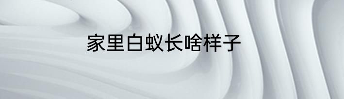 家里白蚁长啥样子