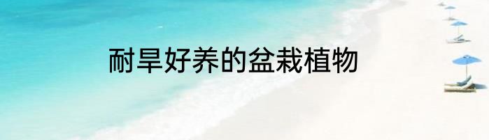 耐旱好养的盆栽植物