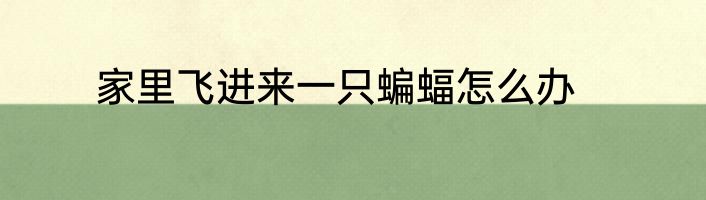 家里飞进来一只蝙蝠怎么办