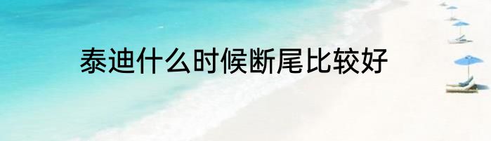 泰迪什么时候断尾比较好