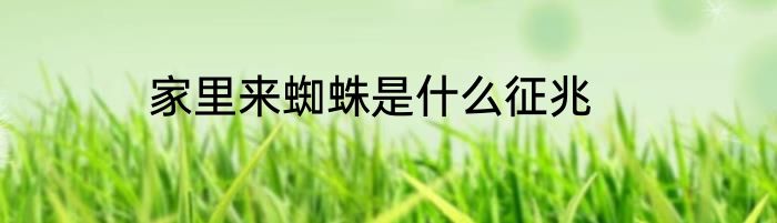 家里来蜘蛛是什么征兆