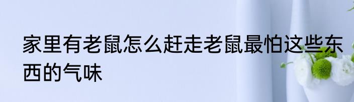 家里有老鼠怎么赶走老鼠最怕这些东西的气味