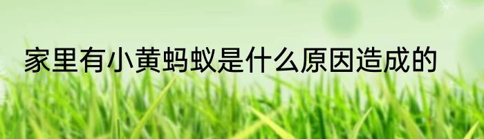 家里有小黄蚂蚁是什么原因造成的