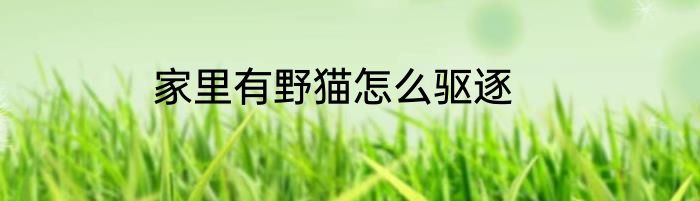 家里有野猫怎么驱逐