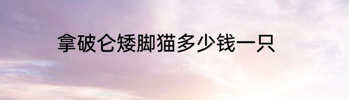 拿破仑矮脚猫多少钱一只