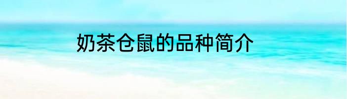 奶茶仓鼠的品种简介
