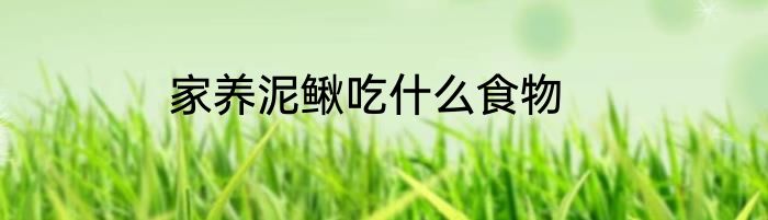 家养泥鳅吃什么食物