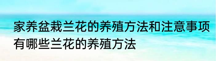 家养盆栽兰花的养殖方法和注意事项有哪些兰花的养殖方法