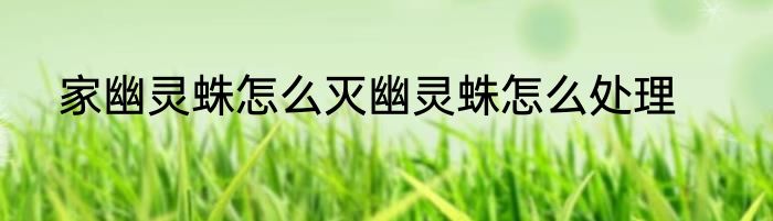 家幽灵蛛怎么灭幽灵蛛怎么处理