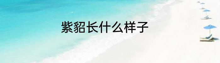 紫貂长什么样子