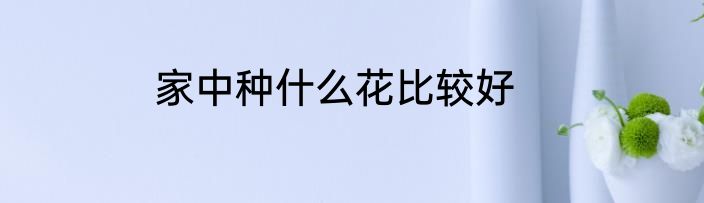 家中种什么花比较好