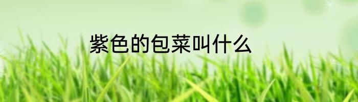 紫色的包菜叫什么