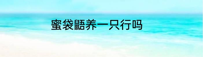 蜜袋鼯养一只行吗