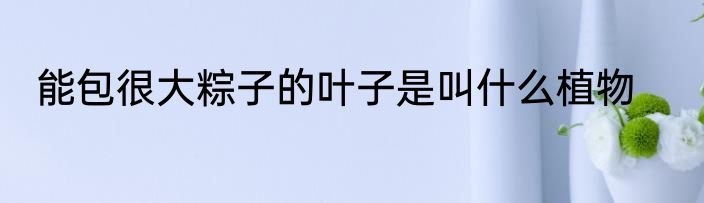 能包很大粽子的叶子是叫什么植物