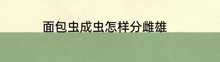 面包虫成虫怎样分雌雄
