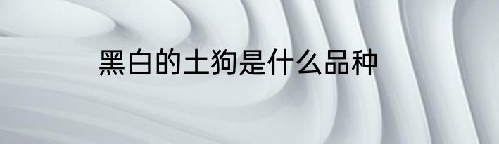 黑白的土狗是什么品种