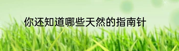 你还知道哪些天然的指南针