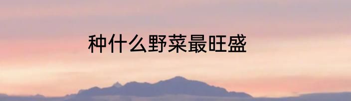 种什么野菜最旺盛
