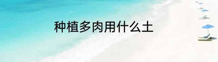 种植多肉用什么土