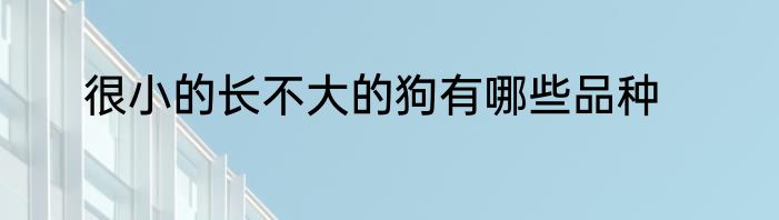 很小的长不大的狗有哪些品种