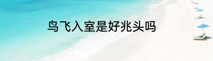 鸟飞入室是好兆头吗
