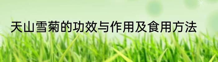 天山雪菊的功效与作用及食用方法