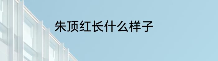 朱顶红长什么样子
